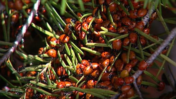 Huge swarms of ladybirds attack Colorado (29 pics + 1 video)