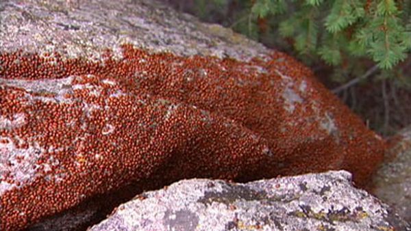Huge swarms of ladybirds attack Colorado (29 pics + 1 video)