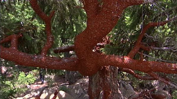 Huge swarms of ladybirds attack Colorado (29 pics + 1 video)