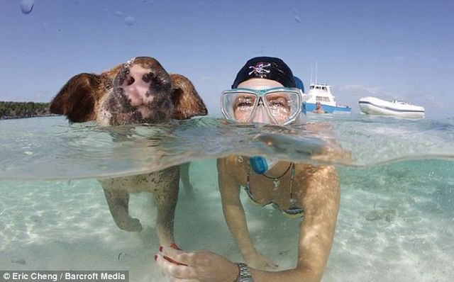 Swimming pigs (18 pics + 1 video)