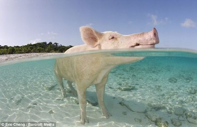Swimming pigs (18 pics + 1 video)