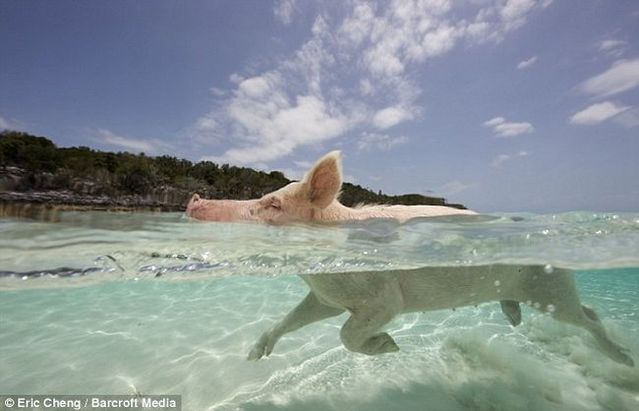Swimming pigs (18 pics + 1 video)