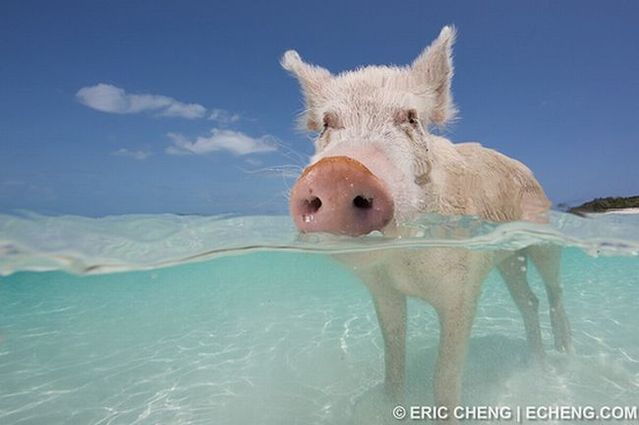 Swimming pigs (18 pics + 1 video)