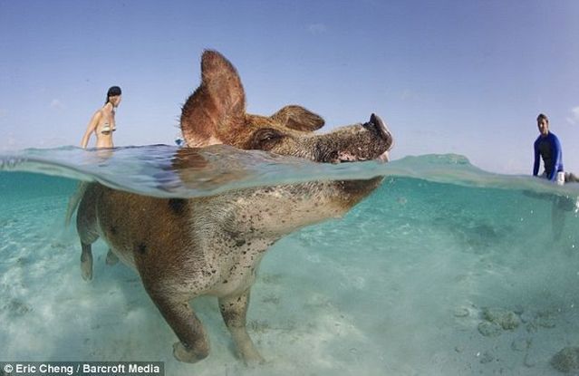 Swimming pigs (18 pics + 1 video)