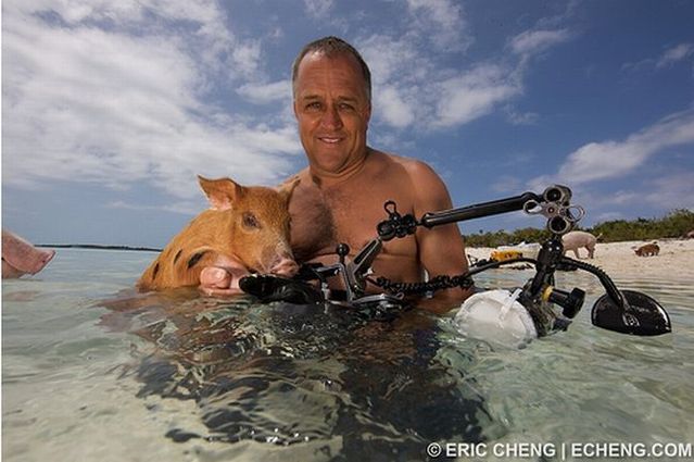 Swimming pigs (18 pics + 1 video)