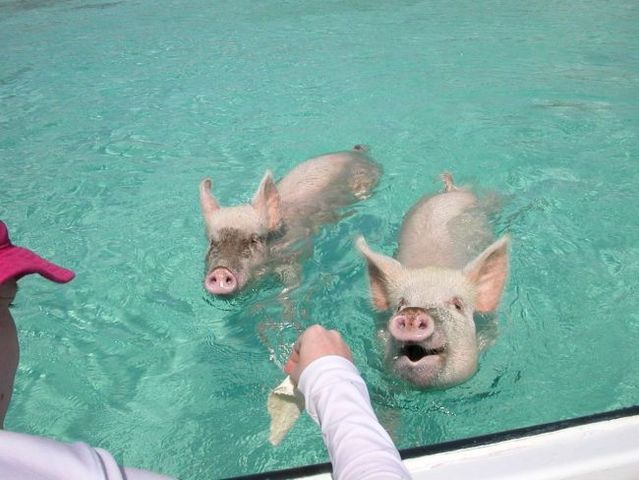 Swimming pigs (18 pics + 1 video)