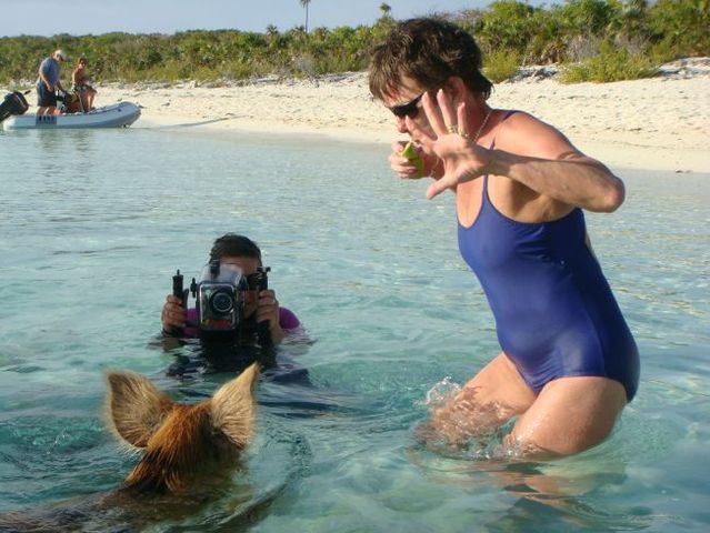 Swimming pigs (18 pics + 1 video)