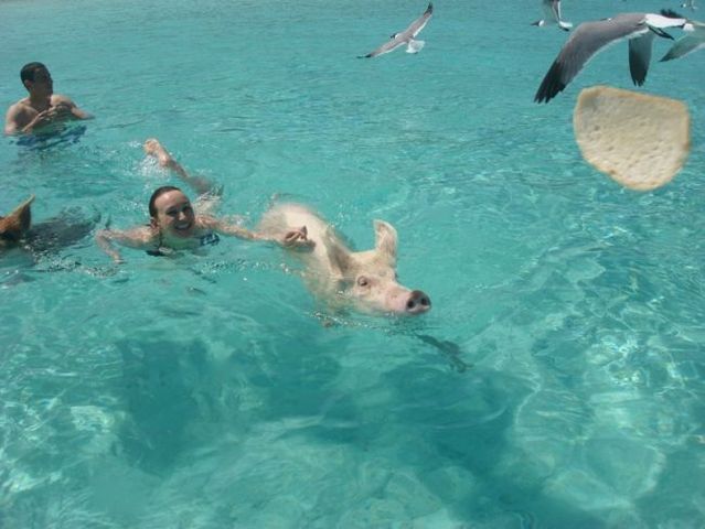 Swimming pigs (18 pics + 1 video)