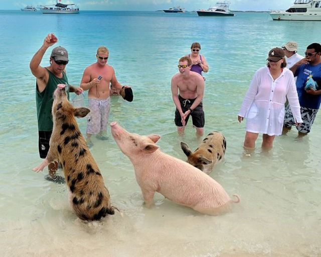 Swimming pigs (18 pics + 1 video)