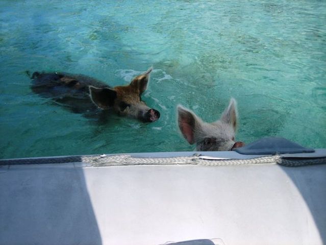 Swimming pigs (18 pics + 1 video)