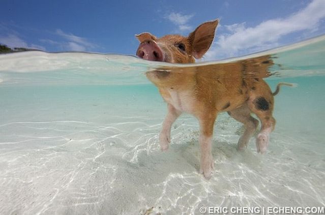 Swimming pigs (18 pics + 1 video)
