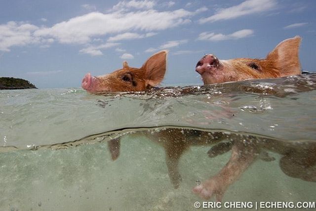 Swimming pigs (18 pics + 1 video)