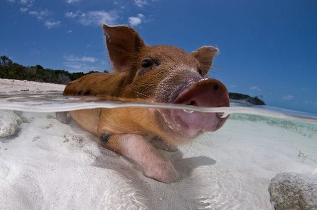 Swimming pigs (18 pics + 1 video)