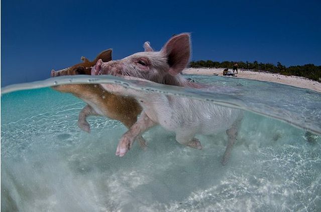Swimming pigs (18 pics + 1 video)
