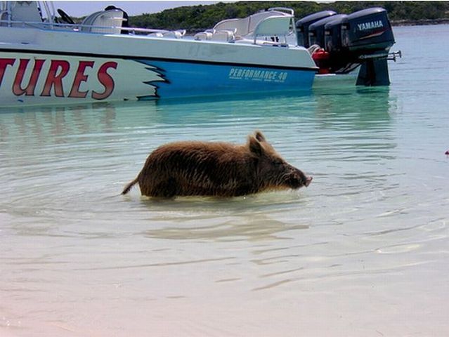 Swimming pigs (18 pics + 1 video)