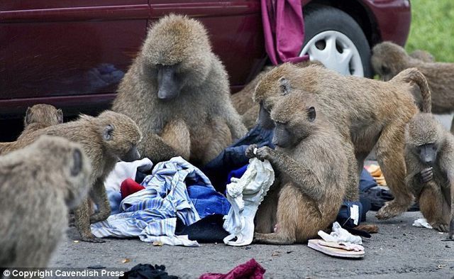Insolent bandits (4 pics)