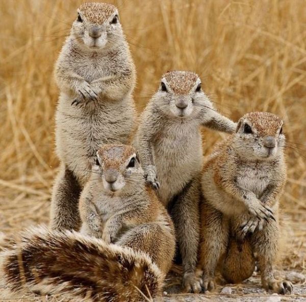Fighting squirrels (20 pics + 2 videos)