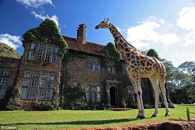 Cafe for a giraffe (3 pics)