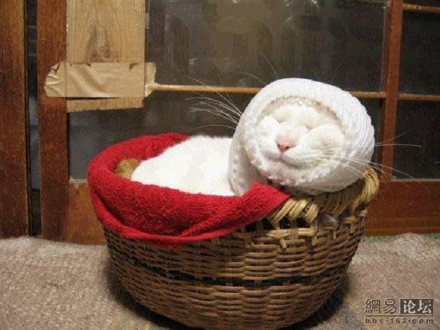 Cat who’s always asleep (20 pics)