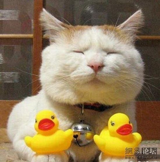 Cat who’s always asleep (20 pics)