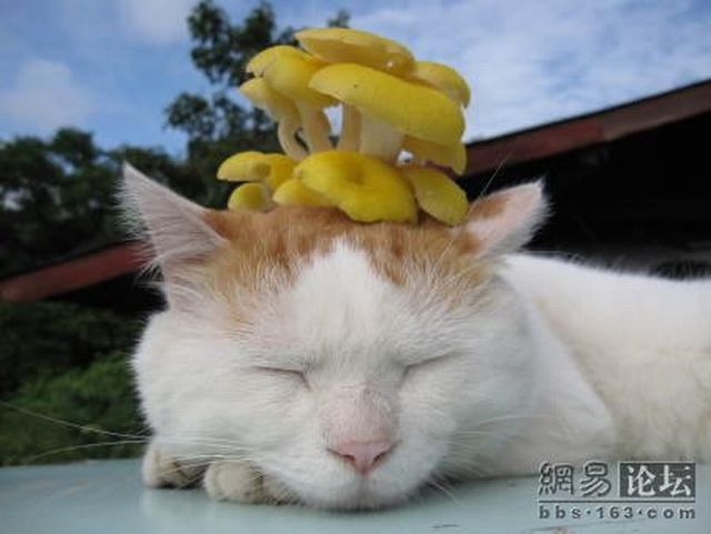 Cat who’s always asleep (20 pics)