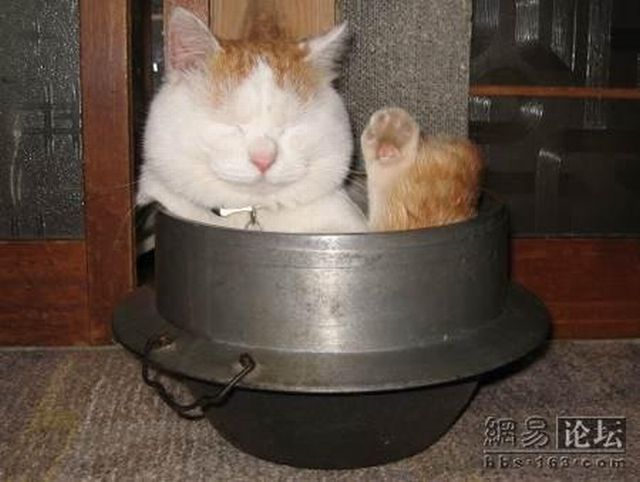 Cat who’s always asleep (20 pics)