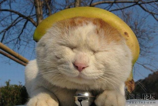 Cat who’s always asleep (20 pics)