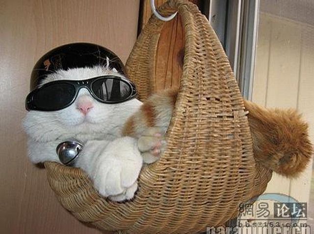Cat who’s always asleep (20 pics)