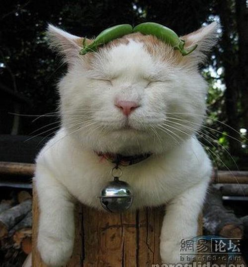 Cat who’s always asleep (20 pics)