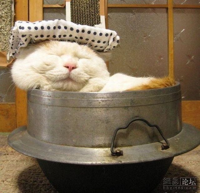 Cat who’s always asleep (20 pics)