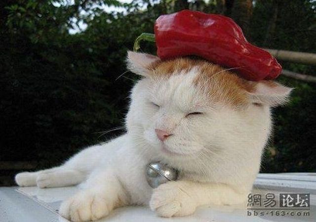 Cat who’s always asleep (20 pics)