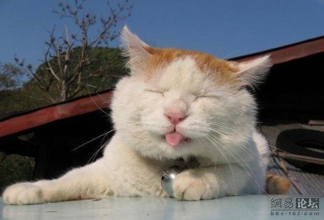 Cat who’s always asleep (20 pics)
