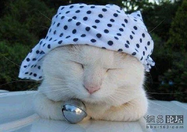 Cat who’s always asleep (20 pics)