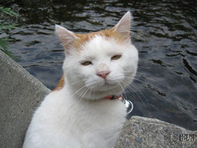Cat who’s always asleep (20 pics)