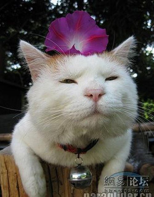 Cat who’s always asleep (20 pics)