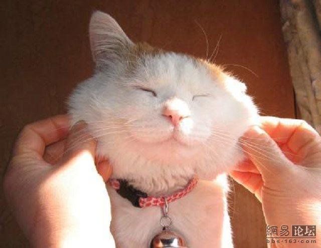 Cat who’s always asleep (20 pics)