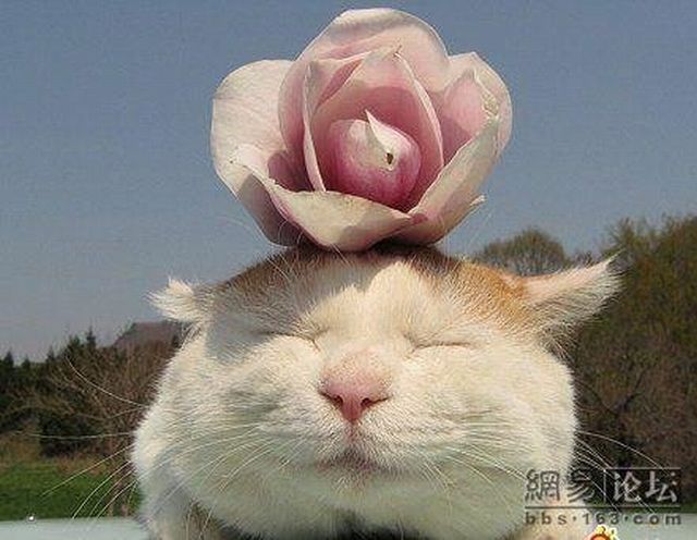 Cat who’s always asleep (20 pics)