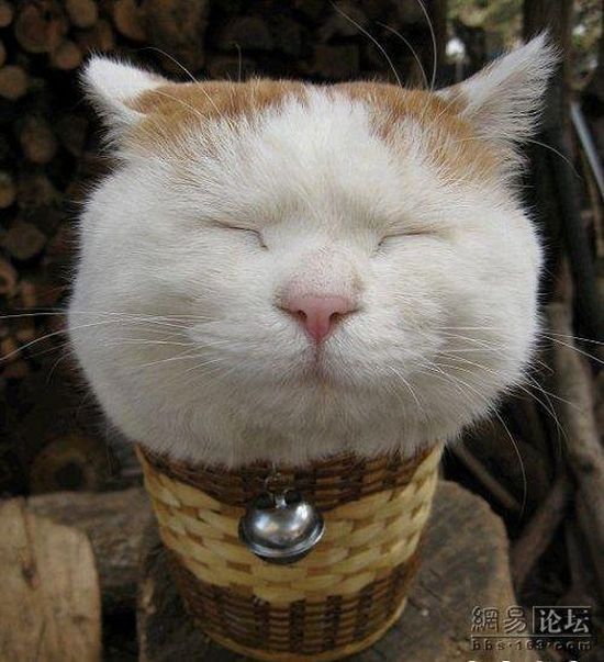 Cat who’s always asleep (20 pics)