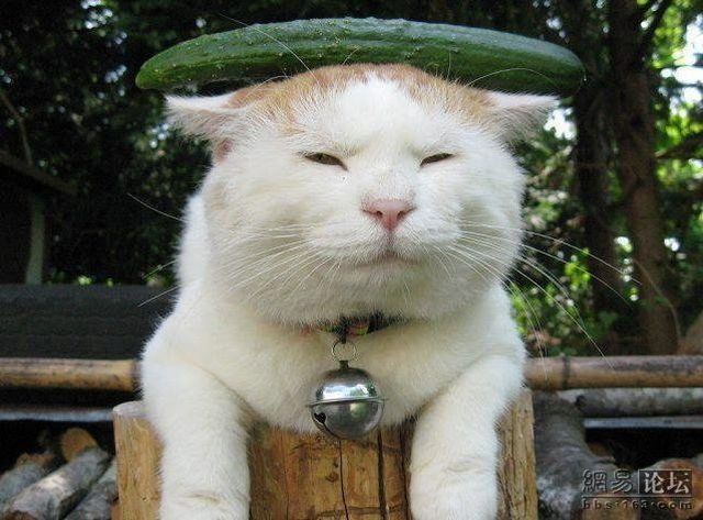 Cat who’s always asleep (20 pics)