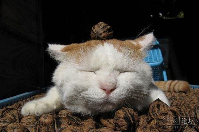 Cat who’s always asleep (20 pics)