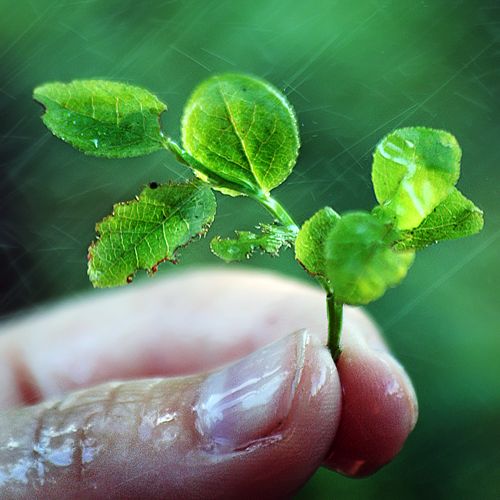 Amazing macro shots WireSmash