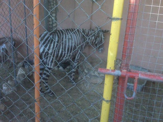 The sad story of one zebra and a pig (4 pics)