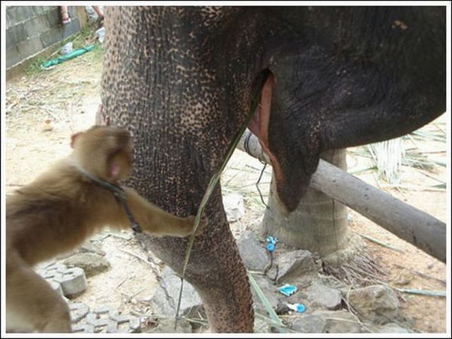 Monkey and elephant are good buds ;) (7 pics)