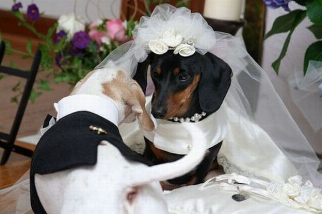 Pet weddings (23 pics)