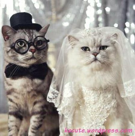 Pet weddings (23 pics)