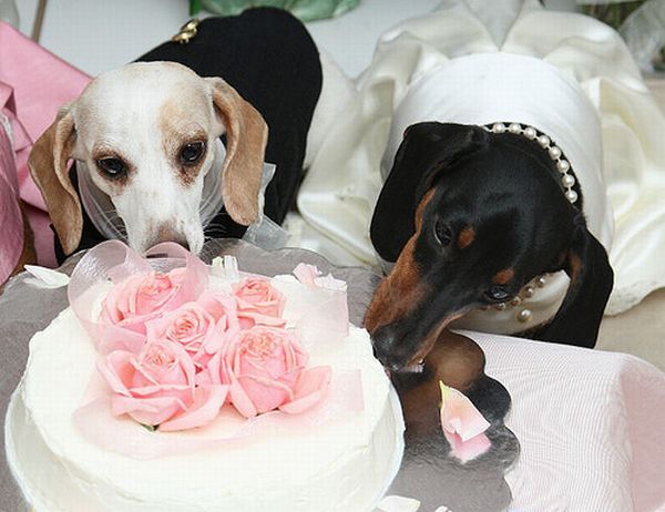 Pet weddings (23 pics)