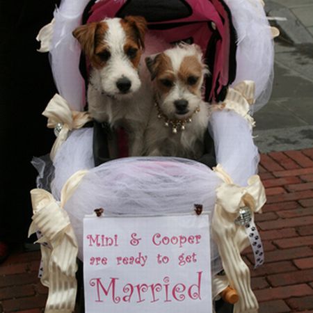 Pet weddings (23 pics)