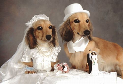 Pet weddings (23 pics)