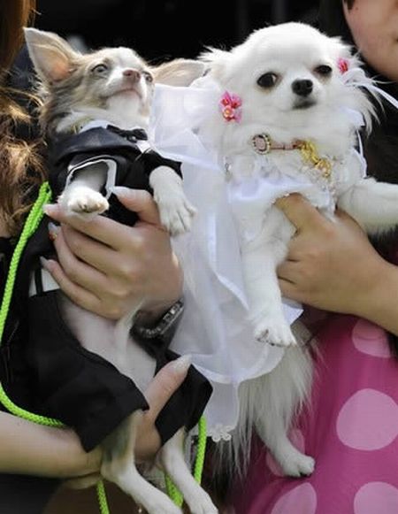 Pet weddings (23 pics)