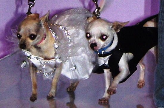 Pet weddings (23 pics)